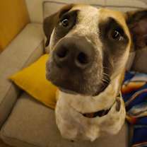 Thumbnail photo of Goose #1