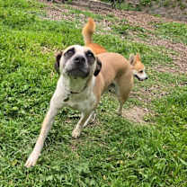 Thumbnail photo of Goose #4