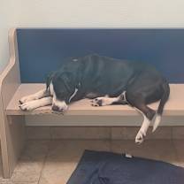 Thumbnail photo of Dickens #3