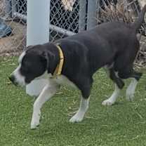 Thumbnail photo of Dickens #4