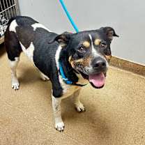 Thumbnail photo of Han Solo #2