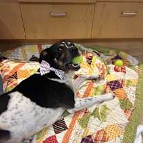 Thumbnail photo of Han Solo #3