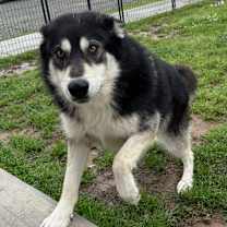 Thumbnail photo of Sokka #1