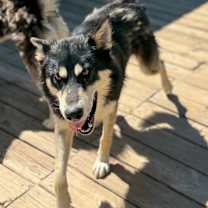 Thumbnail photo of Sokka #3