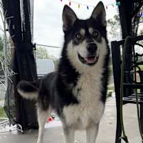 Thumbnail photo of Sokka #4