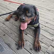 Thumbnail photo of NaNa #2