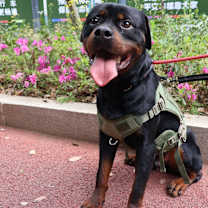 Thumbnail photo of NaNa #3