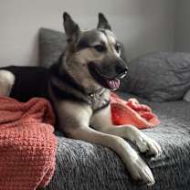 Thumbnail photo of Zara #1