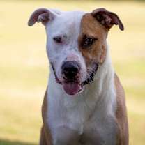 Thumbnail photo of Rex #3