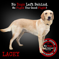 Thumbnail photo of Lacey 7628 #1