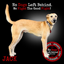 Thumbnail photo of Jack 9379 #1