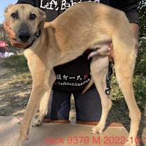 Thumbnail photo of Jack 9379 #2