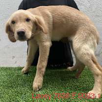 Thumbnail photo of Lacey 7628 #2