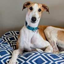 Thumbnail photo of Pepper Jack #1