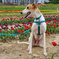 Thumbnail photo of Pepper Jack #2