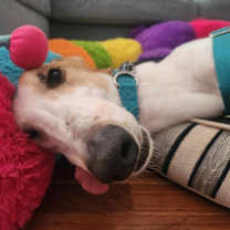 Thumbnail photo of Pepper Jack #3