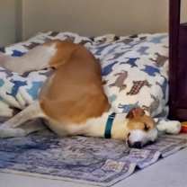 Thumbnail photo of Pepper Jack #4