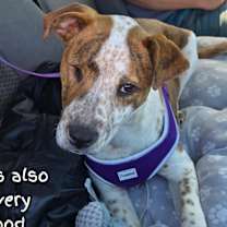 Thumbnail photo of Ginger #2