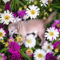 Thumbnail photo of Kent #2