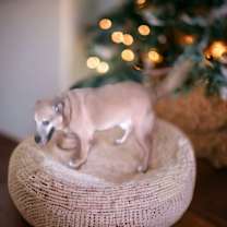 Thumbnail photo of Kent #3