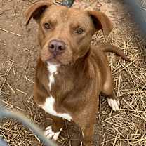 Thumbnail photo of Goose #1