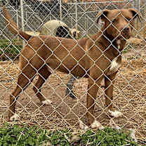 Thumbnail photo of Goose #2