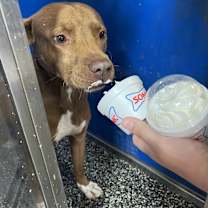 Thumbnail photo of Goose #3