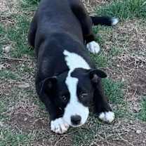 Thumbnail photo of Luna #2