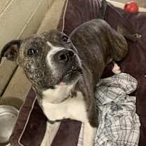 Thumbnail photo of Patty #1