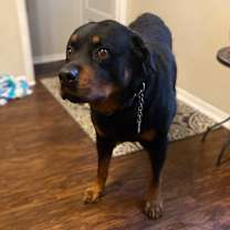 Thumbnail photo of Dibow #3