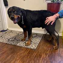 Thumbnail photo of Dibow #4