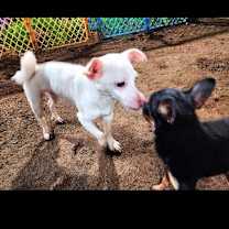 Thumbnail photo of Snowball #3