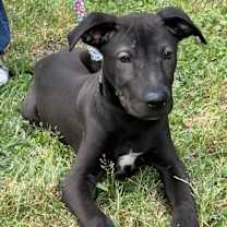 Thumbnail photo of Davis Maya’s baby #3