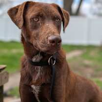 Thumbnail photo of Sawyer #1