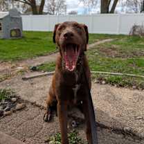 Thumbnail photo of Sawyer #2