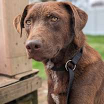 Thumbnail photo of Sawyer #3