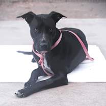 adopt-pet