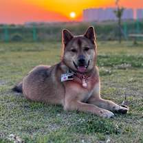 Thumbnail photo of Peach #1