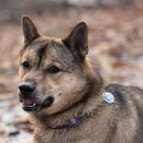 Thumbnail photo of Peach #2