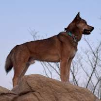 Thumbnail photo of Peach #3