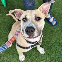 Thumbnail photo of Teddy #1