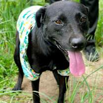 adopt-pet