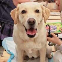 adopt-pet