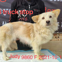 Thumbnail photo of Judy 9860 #2