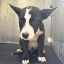 Thumbnail photo of Karl #2