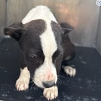 Thumbnail photo of Kya #2