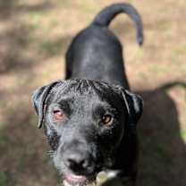 Thumbnail photo of Rowdy #1