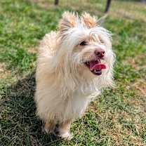 Thumbnail photo of Gandalf #4