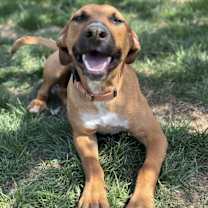 Thumbnail photo of Honey #3