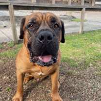 Thumbnail photo of Gus #3